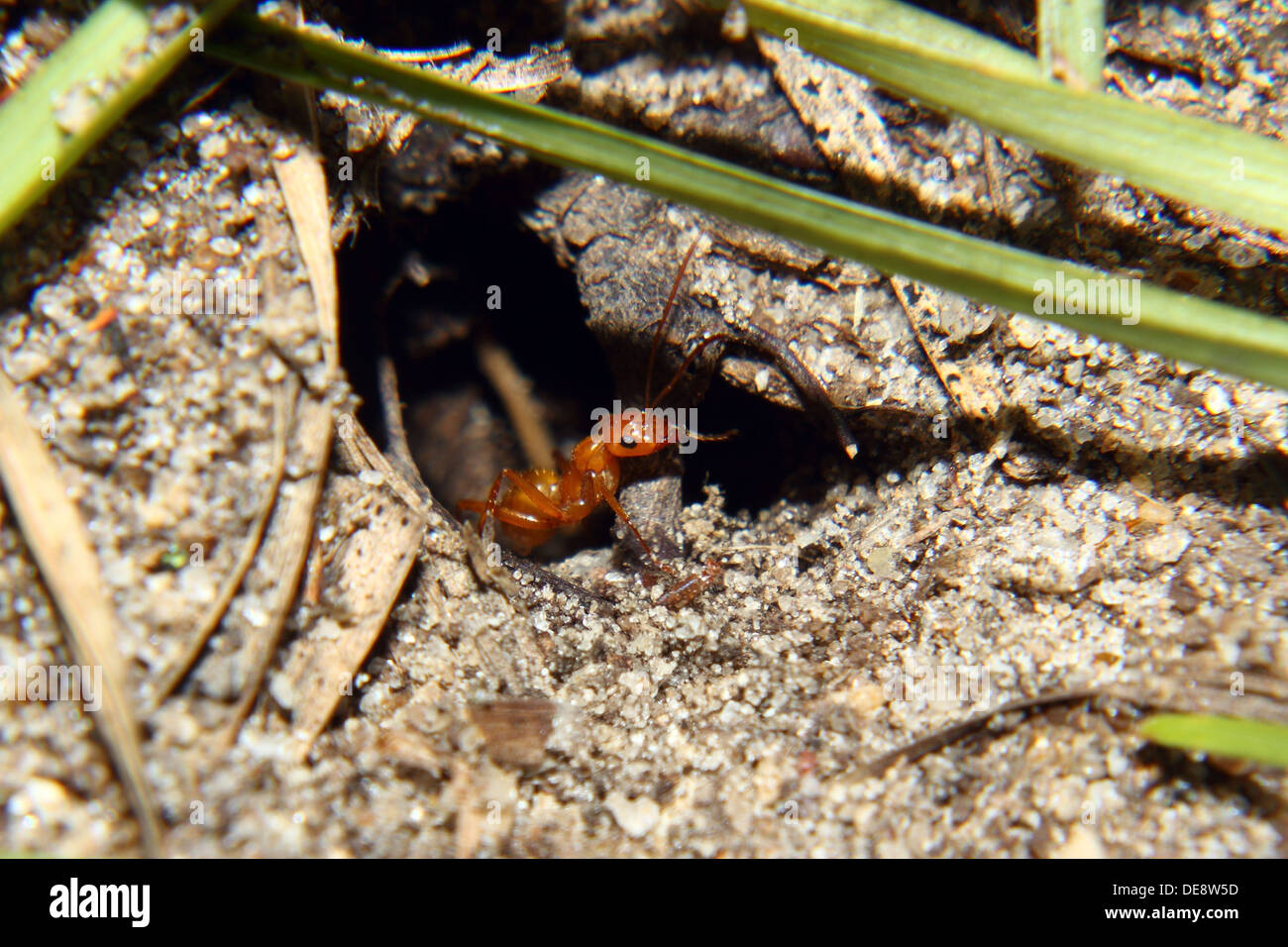 Une fourmi rouge à l'entrée du nid Banque D'Images