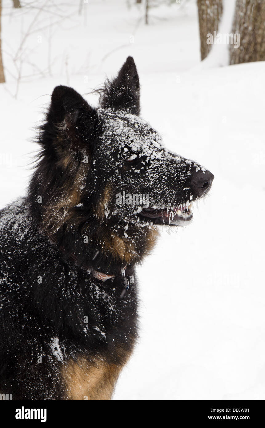 La neige colle à la fourrure de Molly et les moustaches, comme le berger allemand prend une pause de jouer dans le blizzard. Banque D'Images
