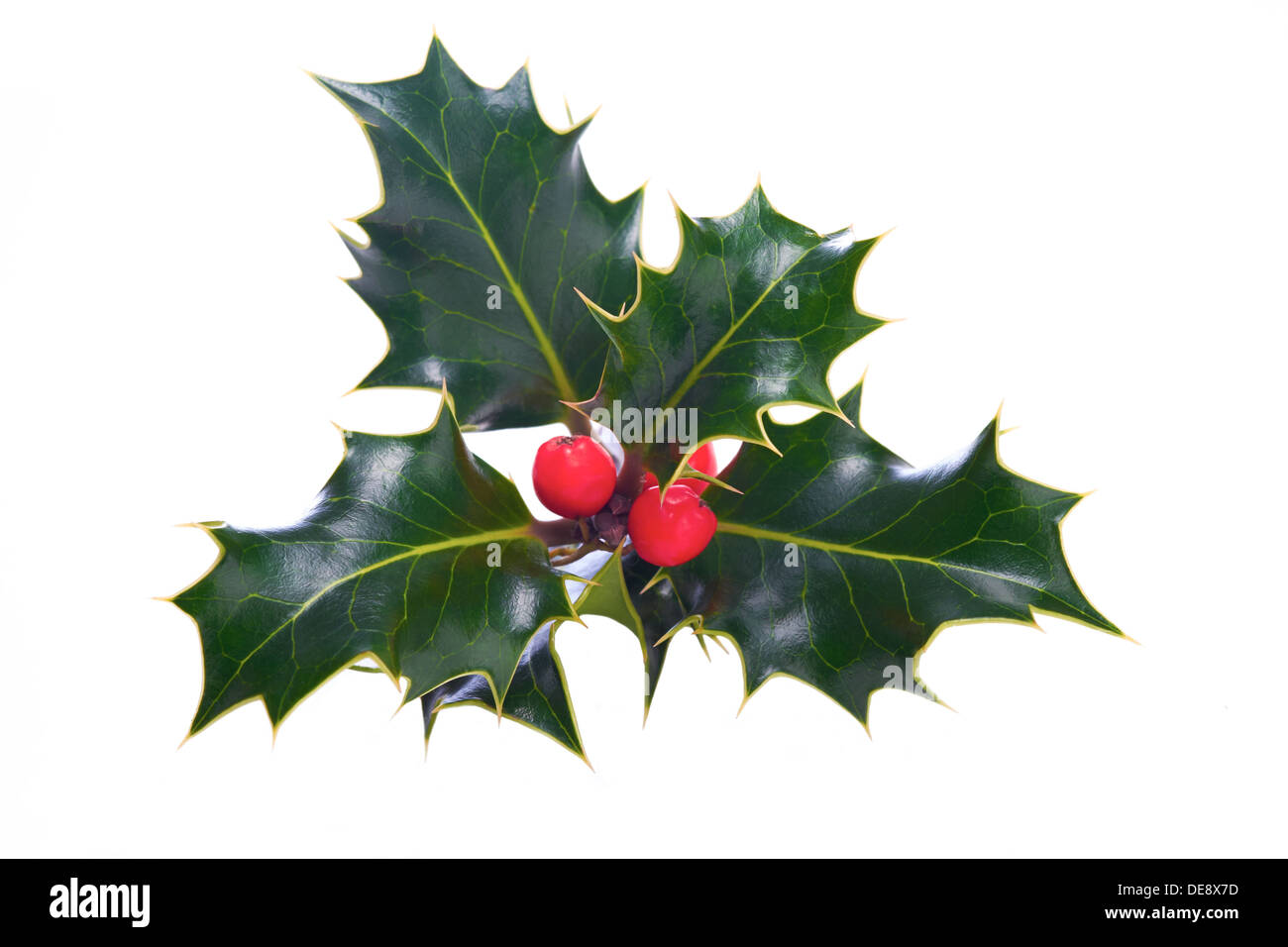 Houx De Noel Banque D Image Et Photos Alamy