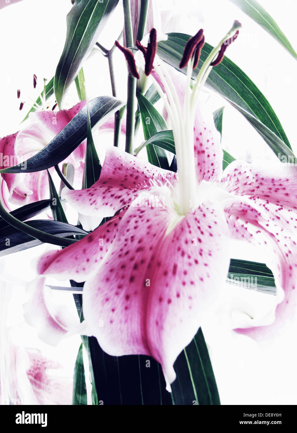 Orchidée, fleur, Close-Up Banque D'Images