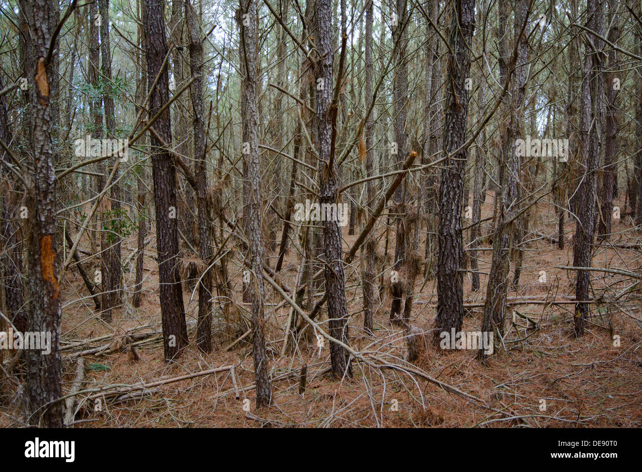 Woodlands Chincoteague National Wildlife Refuge, Virginia, USA Banque D'Images