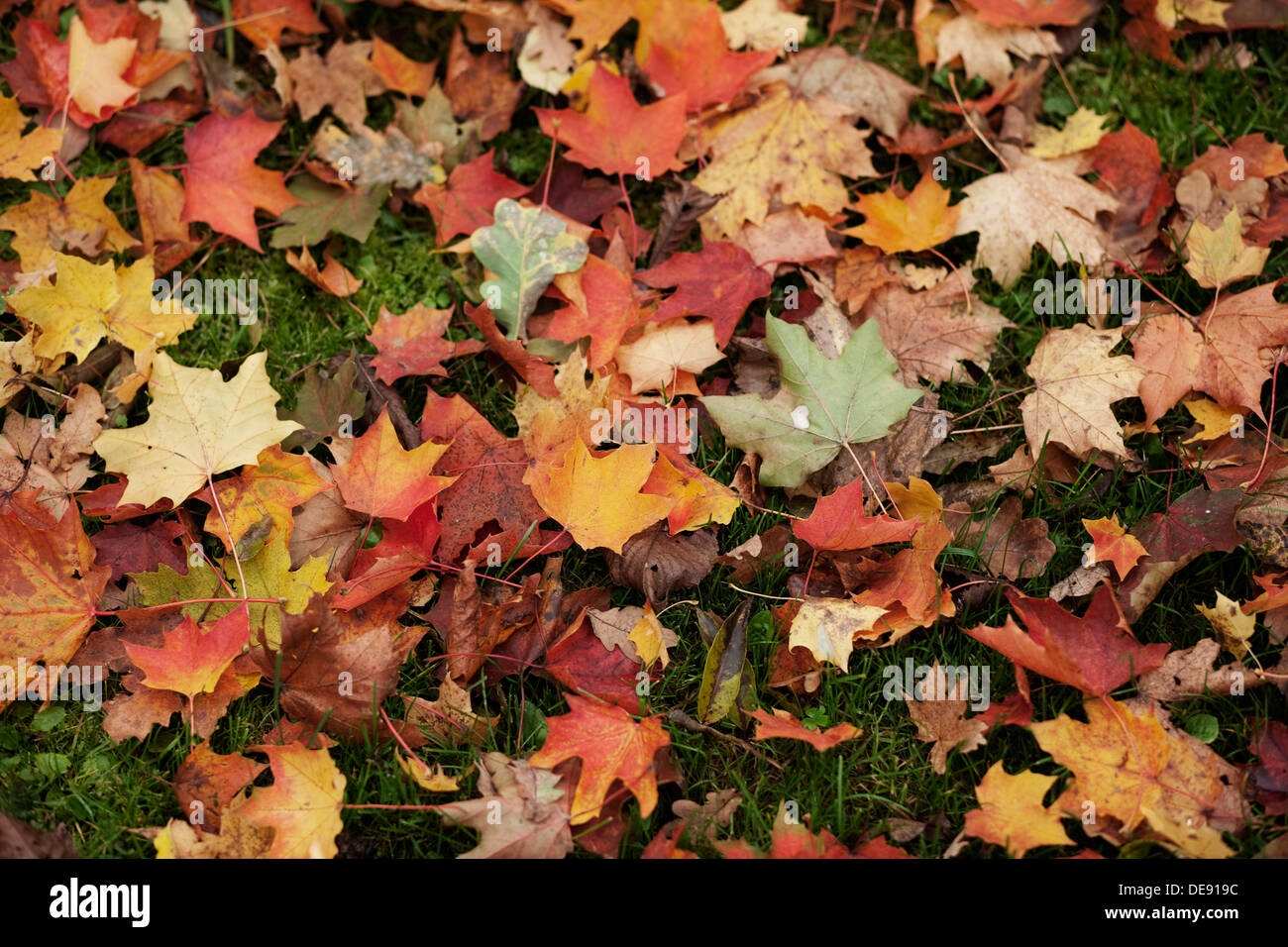 Sur le sol de feuilles d'automne Banque D'Images