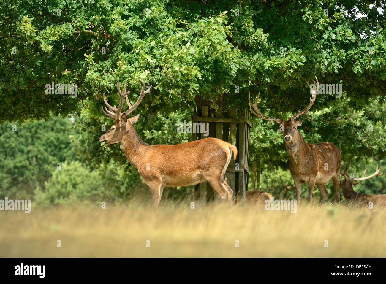Stag deer se nourrissant d'herbe et d'arbres sur une journée ensoleillée à Richmond Park, Londres Banque D'Images