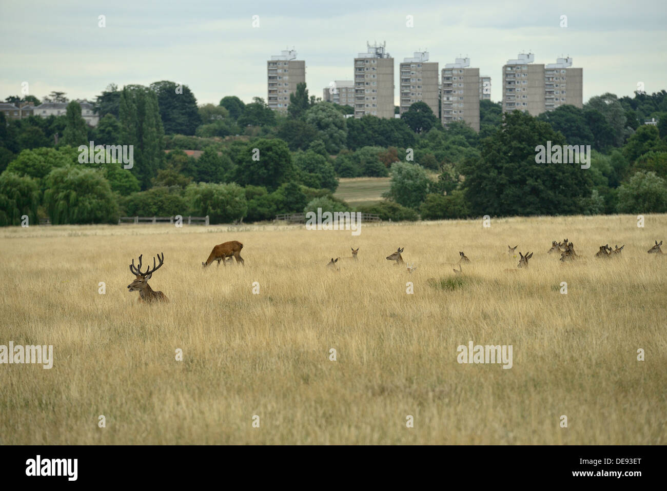 Deer d'alimentation ou de repos dans la région de Richmond Park, Londres Banque D'Images