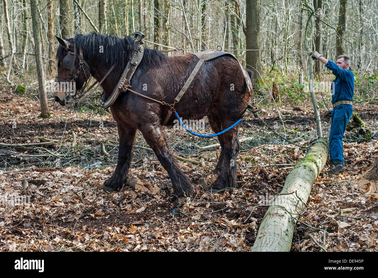 Arbre forestier faisant glisser-tronc à partir de la forêt avec des chevaux de trait belge (Equus caballus), Belgique Banque D'Images