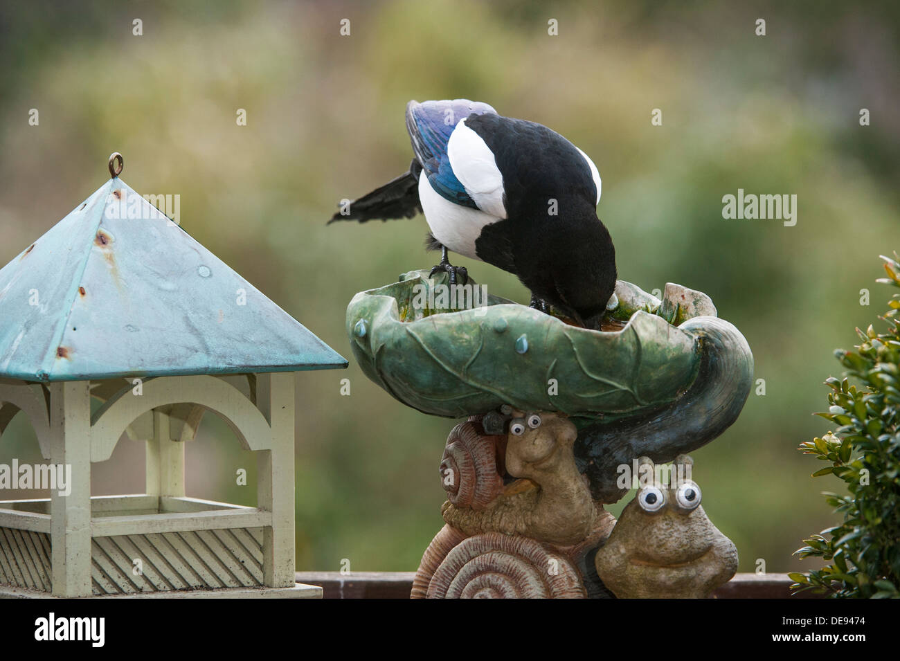 Magpie Pie / européenne / Magpie commune (Pica pica) eau potable de bain d'oiseaux / birdbath in garden Banque D'Images