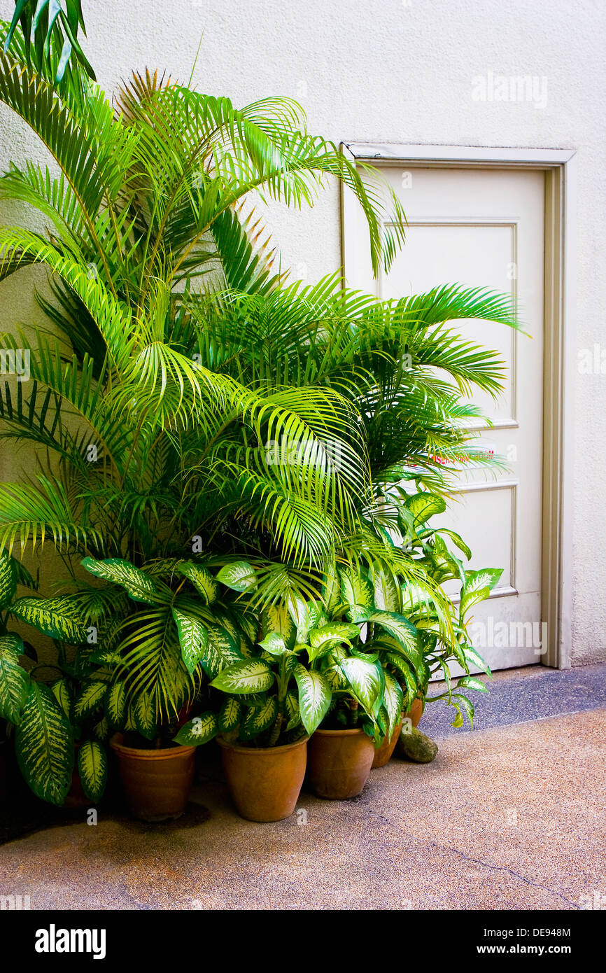 De grandes plantes en pot vert porte à côté Banque D'Images