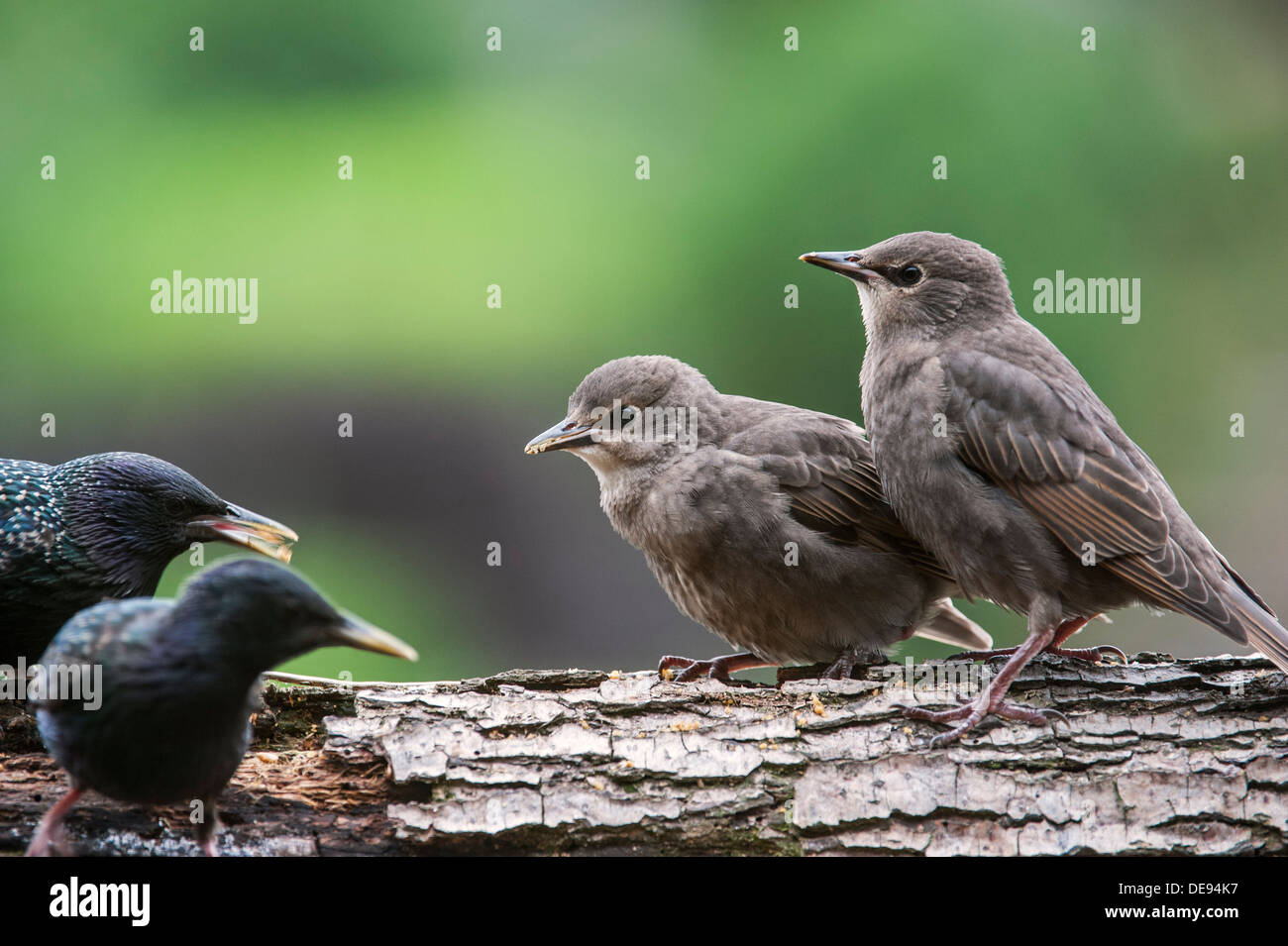 Deux Étourneau sansonnet / l'étourneau sansonnet (Sturnus vulgaris) l'envol des oiseaux adultes la mendicité pour la nourriture au printemps Banque D'Images