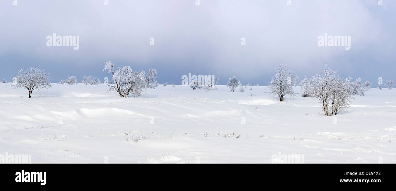 Les arbres couverts de neige gelé dans la lande à la réserve naturelle des Hautes Fagnes / Hautes Fagnes en hiver, Ardennes Belges, Belgique Banque D'Images