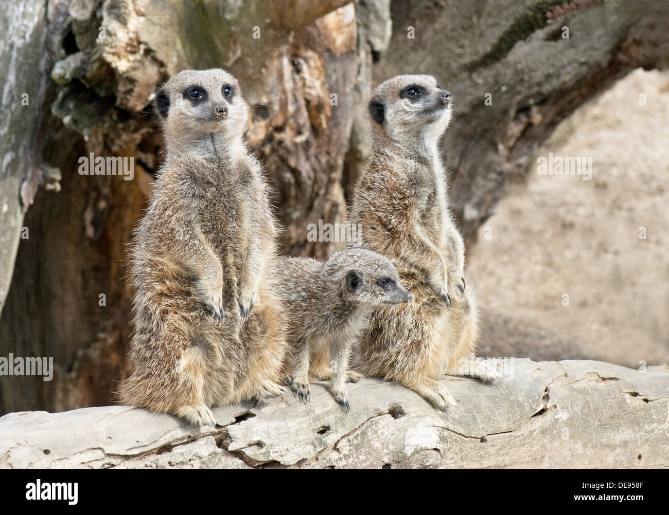 Père,mère et petit- Suricates Suricata suricatta. Banque D'Images