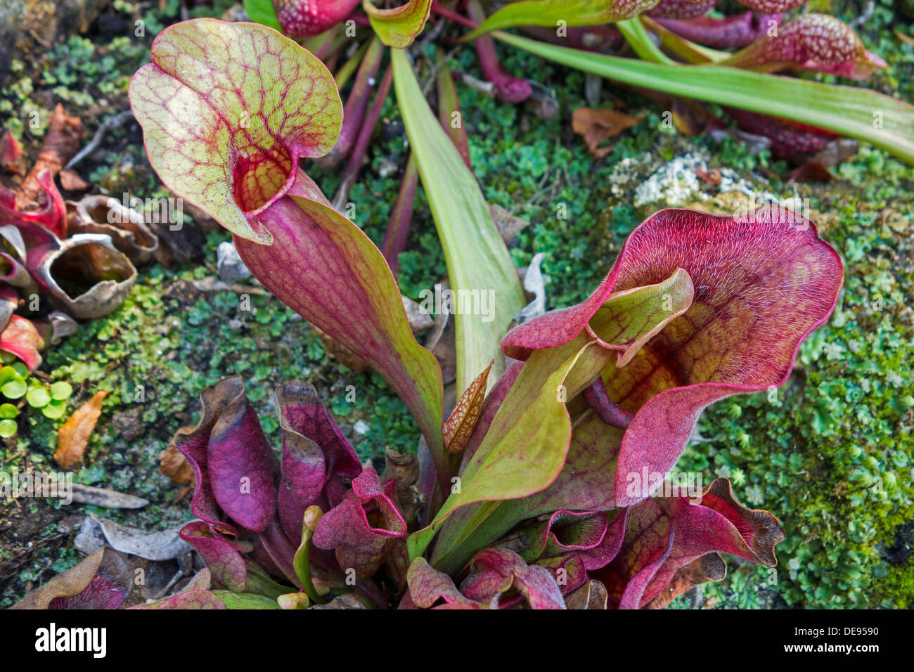 Sarracénie pourpre carnivores / le nord de sarracénies / Side Saddle-fleur (Sarracenia purpurea), originaire d'Amérique du Nord Banque D'Images