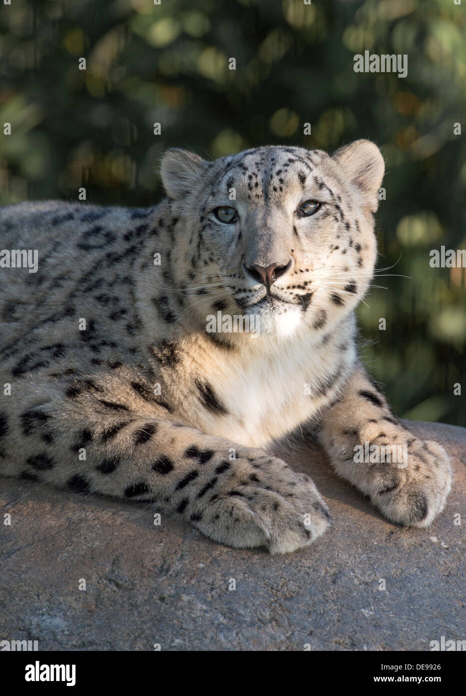 Snow Leopard femelle Banque D'Images