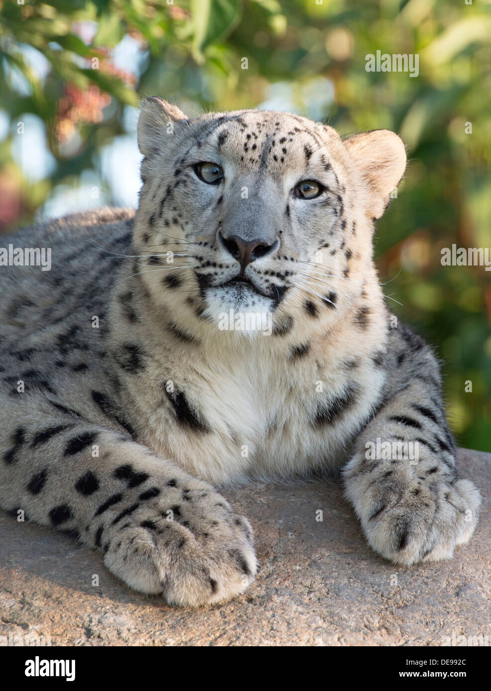 Snow Leopard femelle à la recherche vers la caméra Banque D'Images