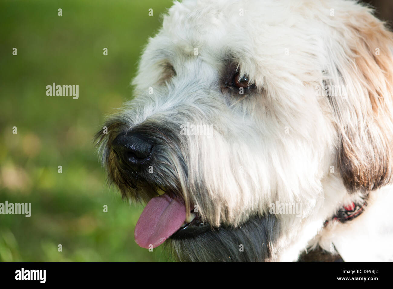 Close up of a soft-Coated Wheaten Terrier, un chien de race pure provenant d'Irlande Banque D'Images