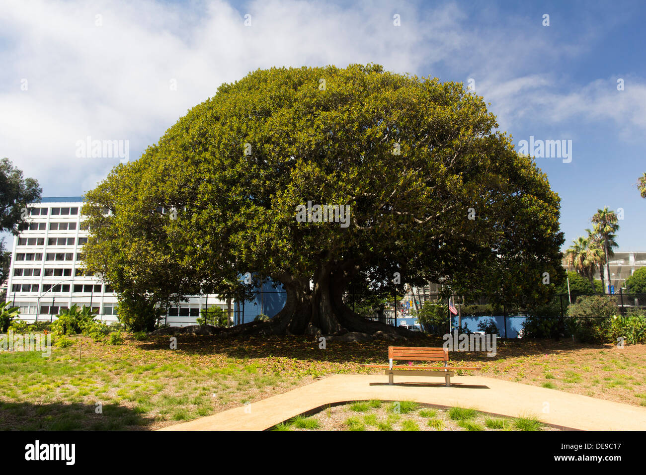 Arbre de chêne géant, Tongva Park, Santa Monica Banque D'Images