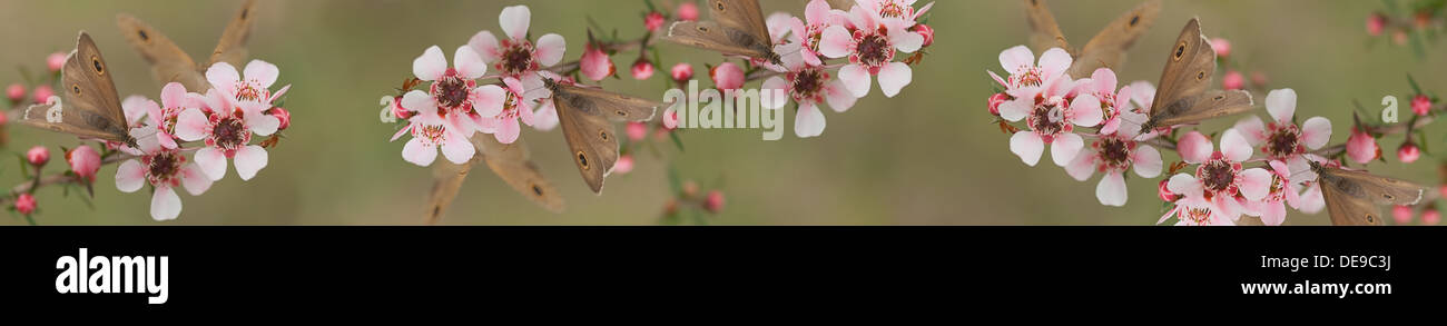 Australian panoramique wordpress bannière pour téléphone intelligent et tablette avec papillon sauvage naturel vivre et fleurs leptospernum Banque D'Images