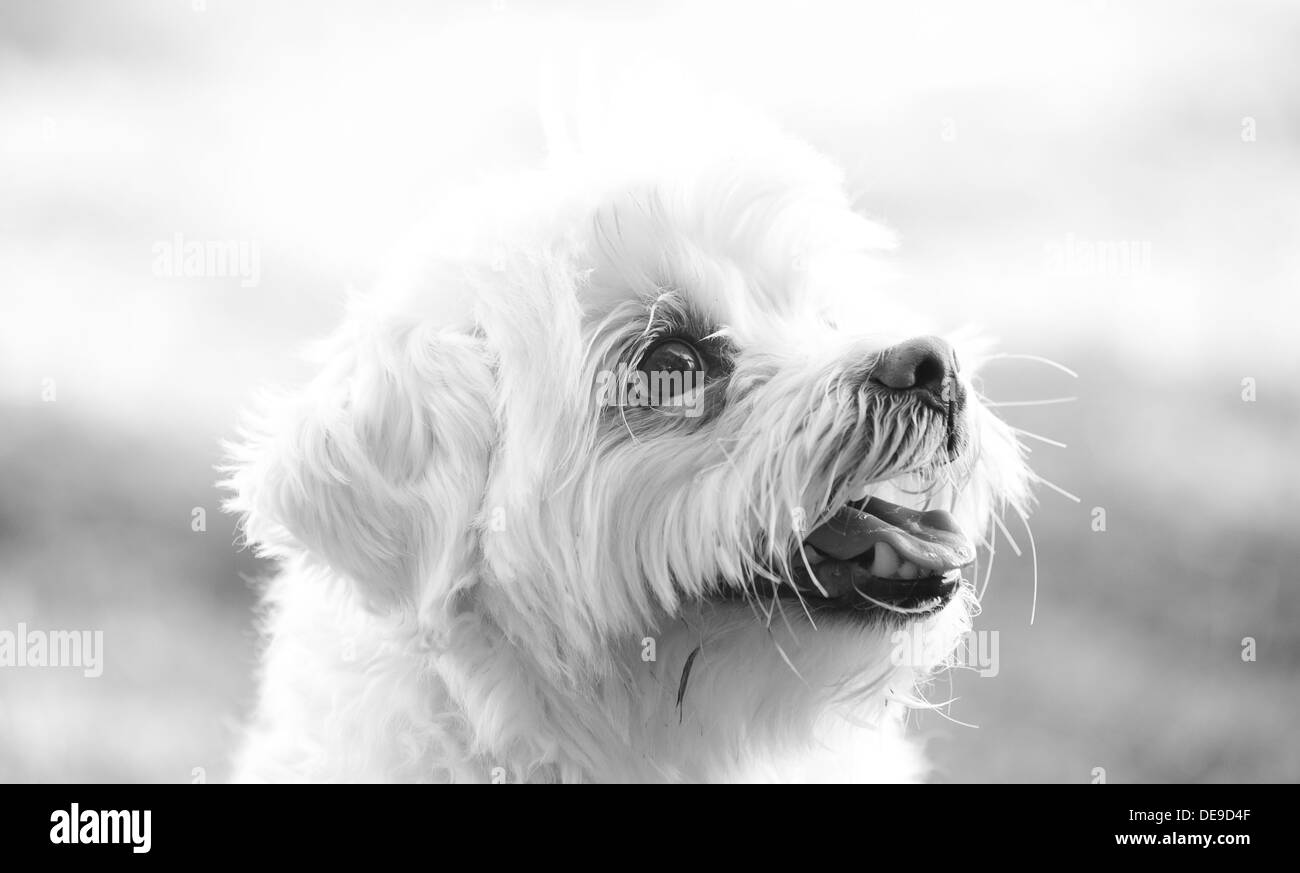 Shitzu maltaise Banque D'Images