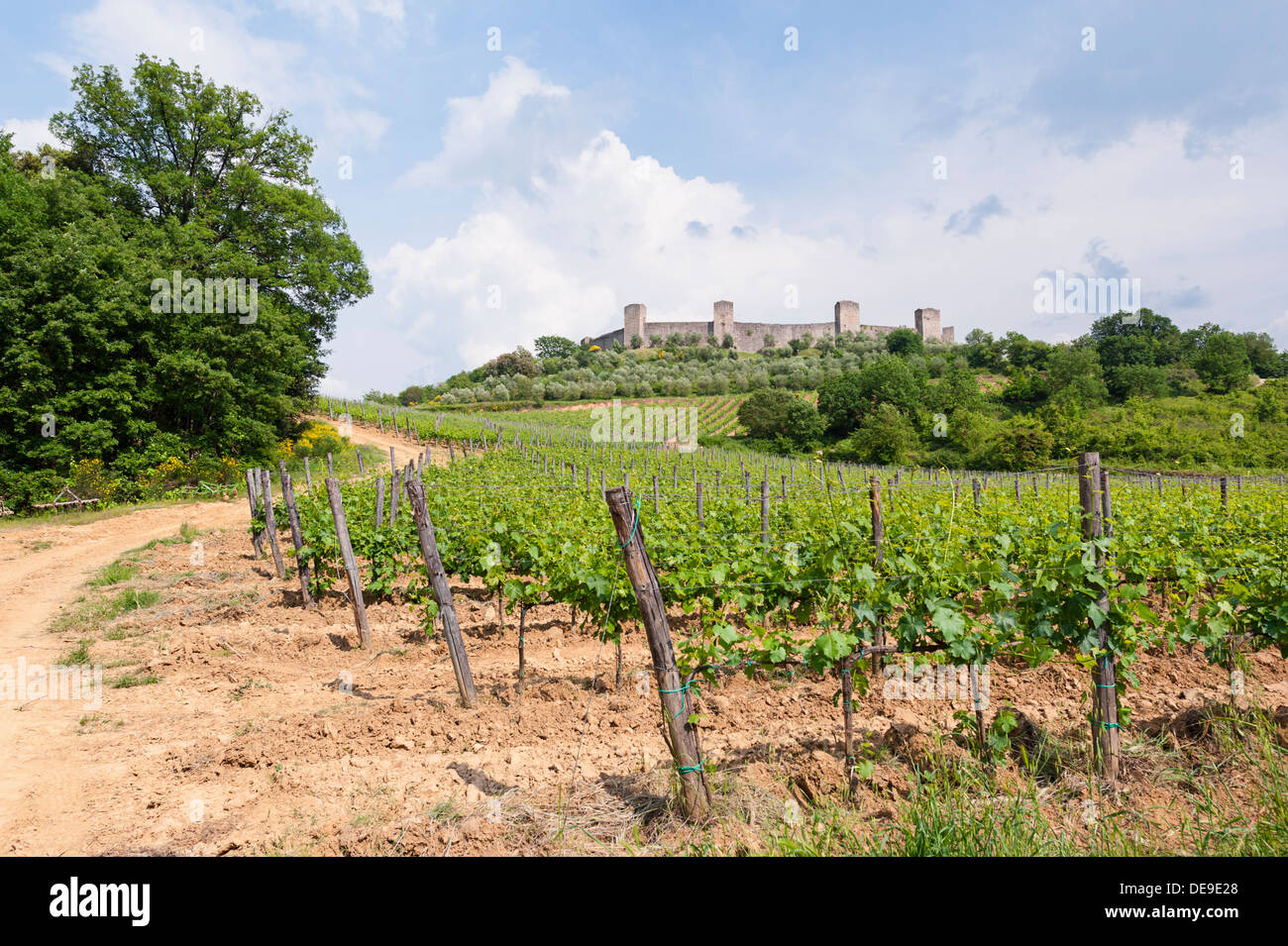 Vignoble à Monteriggioni Toscane Banque D'Images Vignoble à Monteriggioni Toscane Banque D'Images