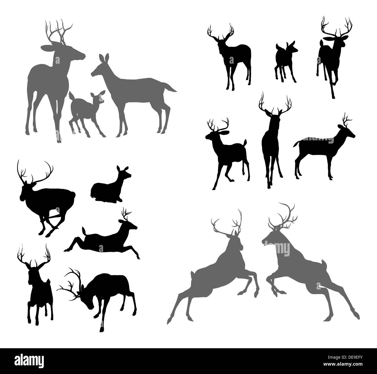 Un ensemble de silhouettes de cerfs y compris le faon, biche d'argent et de cerfs dans diverses poses. Aussi un groupe de la famille posent deux cerfs et combats Banque D'Images
