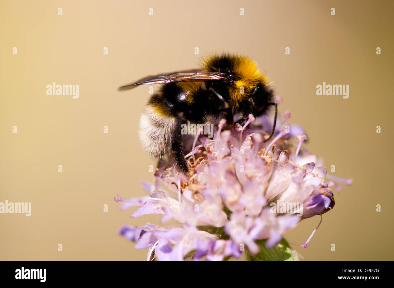 Bumblebee en tenant Trèfle rose sur nectar Banque D'Images