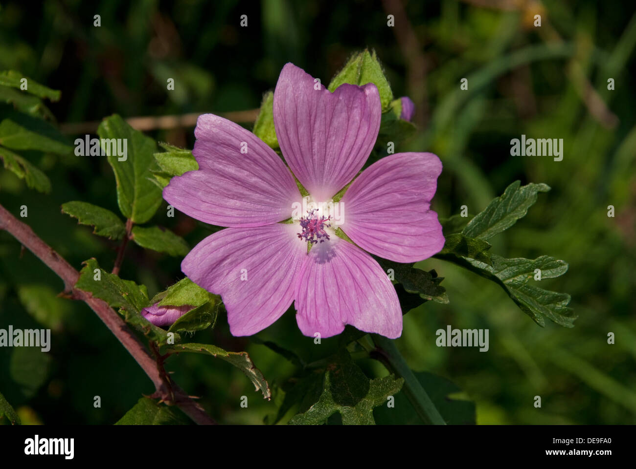 La Mauve musquée (Malva moschata) en fleurs à côté d'une route de campagne Anglais Banque D'Images