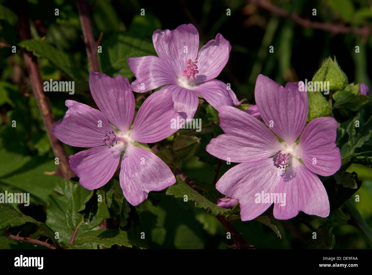 La Mauve musquée (Malva moschata) en fleurs à côté d'une route de campagne Anglais Banque D'Images