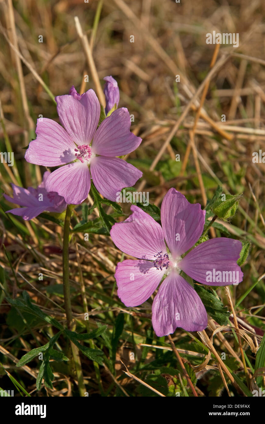 La Mauve musquée (Malva moschata) en fleurs à côté d'une route de campagne Anglais Banque D'Images