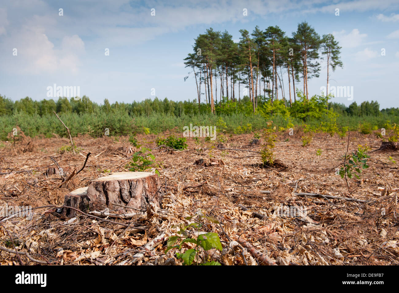 L'exploitation forestière des bois un moignon après déforestation hack Banque D'Images