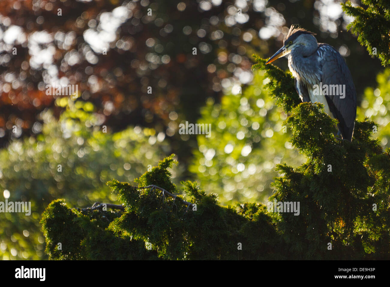 Les jeunes hérons cendrés (Ardea cinerea) 30ft un arbre. L'île de Wight Bonchurch Banque D'Images