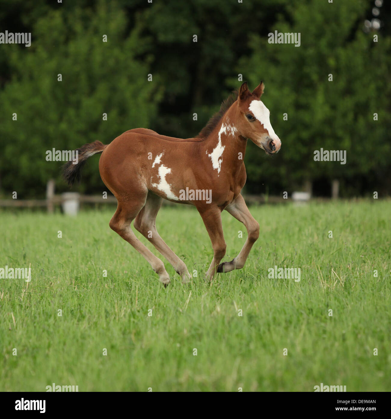 Jolie pouliche Paint horse s'exécutant sur des pâturages en été Banque D'Images