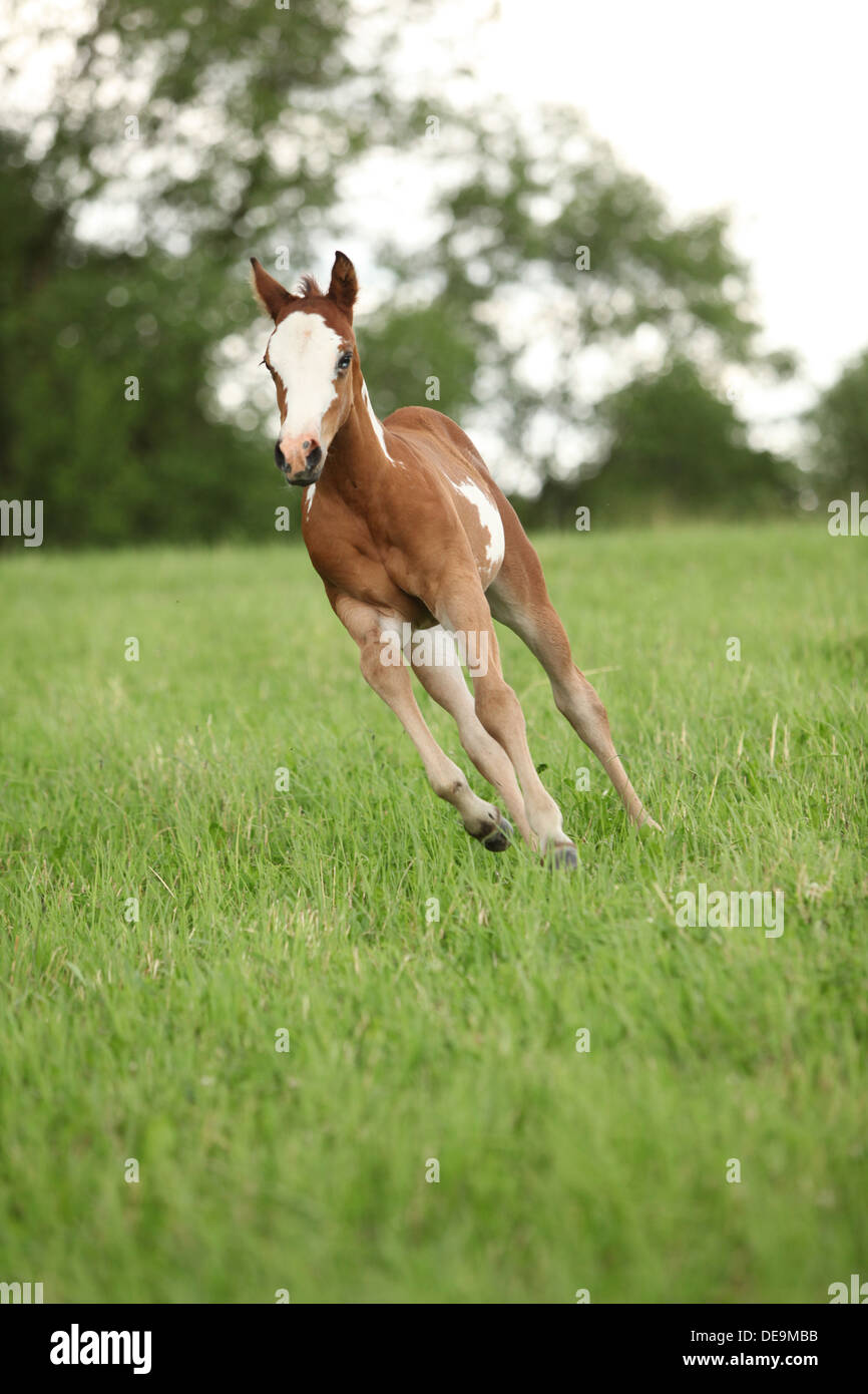 Jolie pouliche Paint horse s'exécutant sur des pâturages en été Banque D'Images