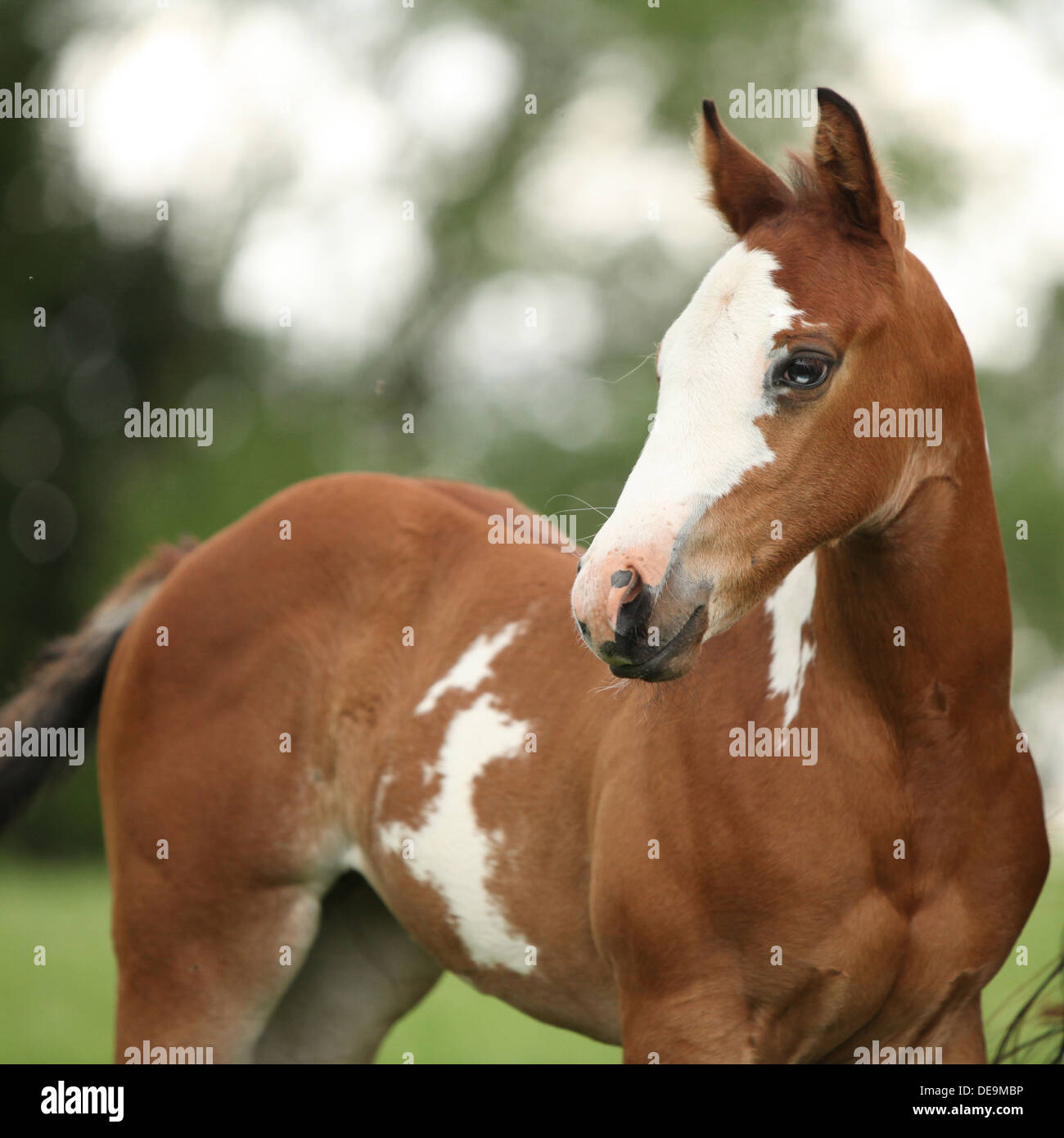 Portrait de belle pouliche Paint horse avec blue eye en été Banque D'Images