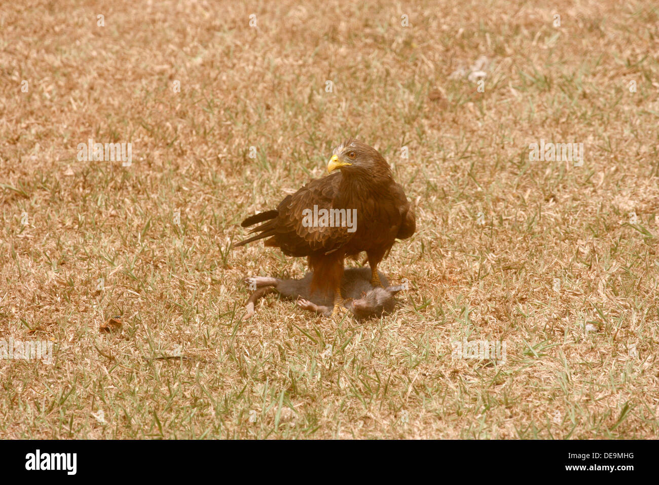 Yellow-Billed Milan noir (Milvus migrans parasiticus) avec son kill, un rat. L'Ouganda. Banque D'Images
