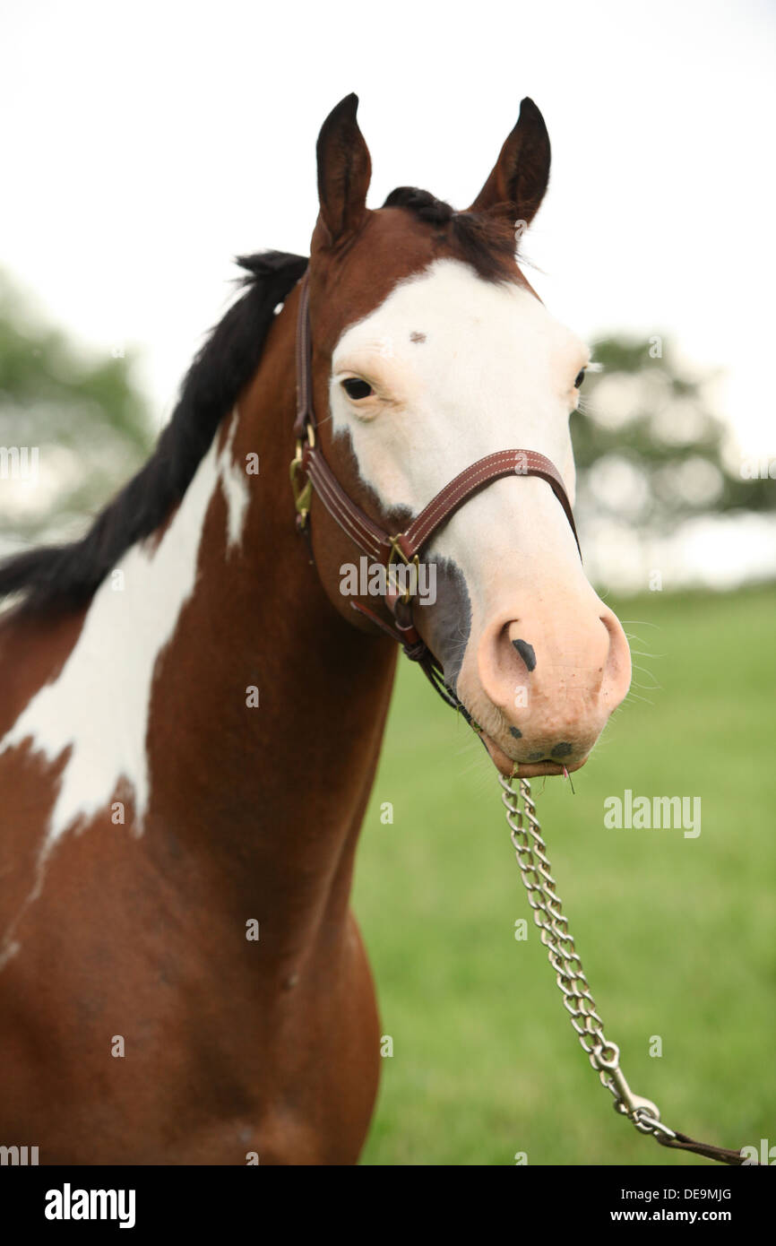 Portrait de nice Paint horse mare avec show halter Banque D'Images
