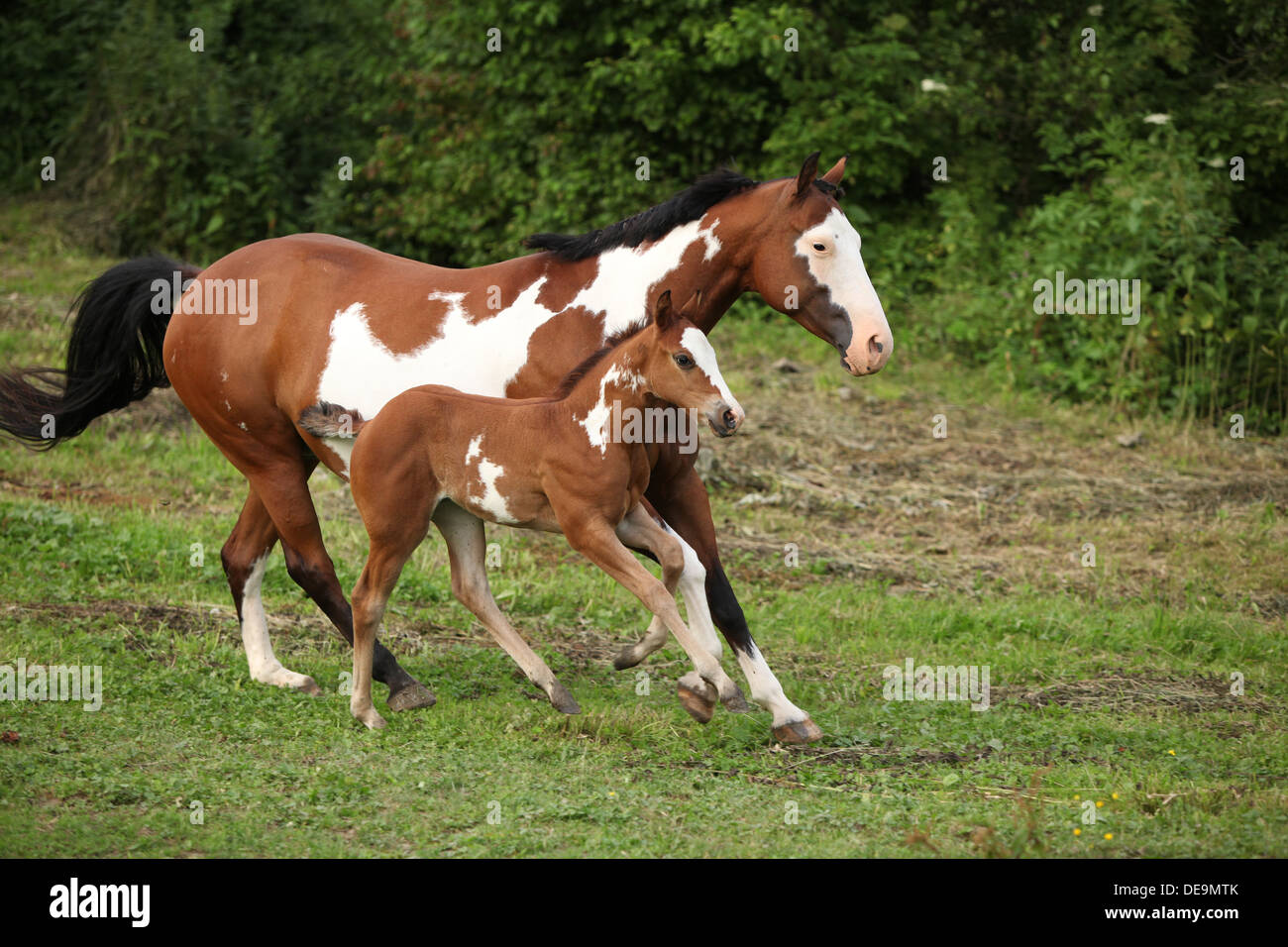 Paint horse mare avec adorable poulain sur pâturage en été Banque D'Images