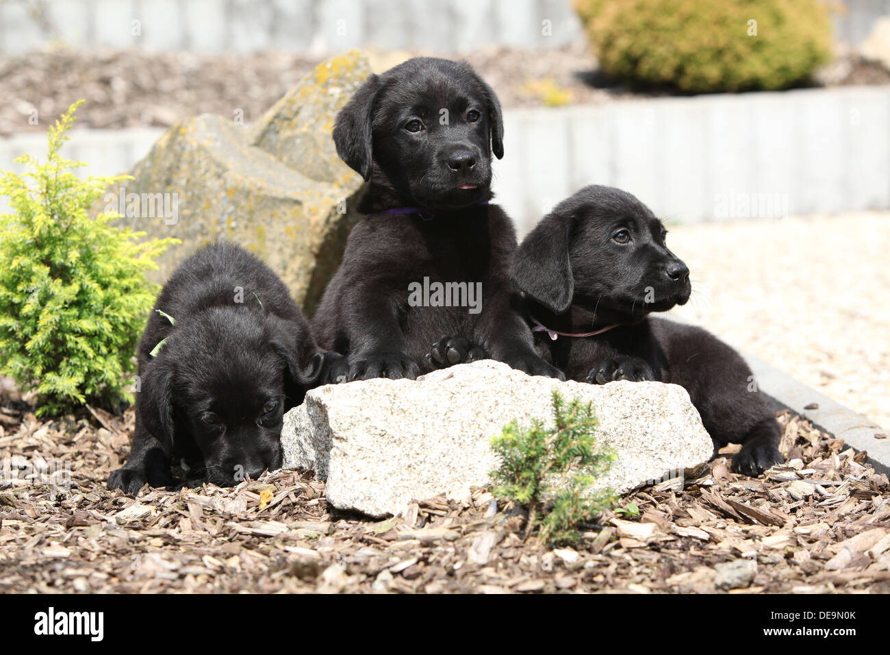 Trois chiots labrador noir sur pierre dans beau jardin Banque D'Images