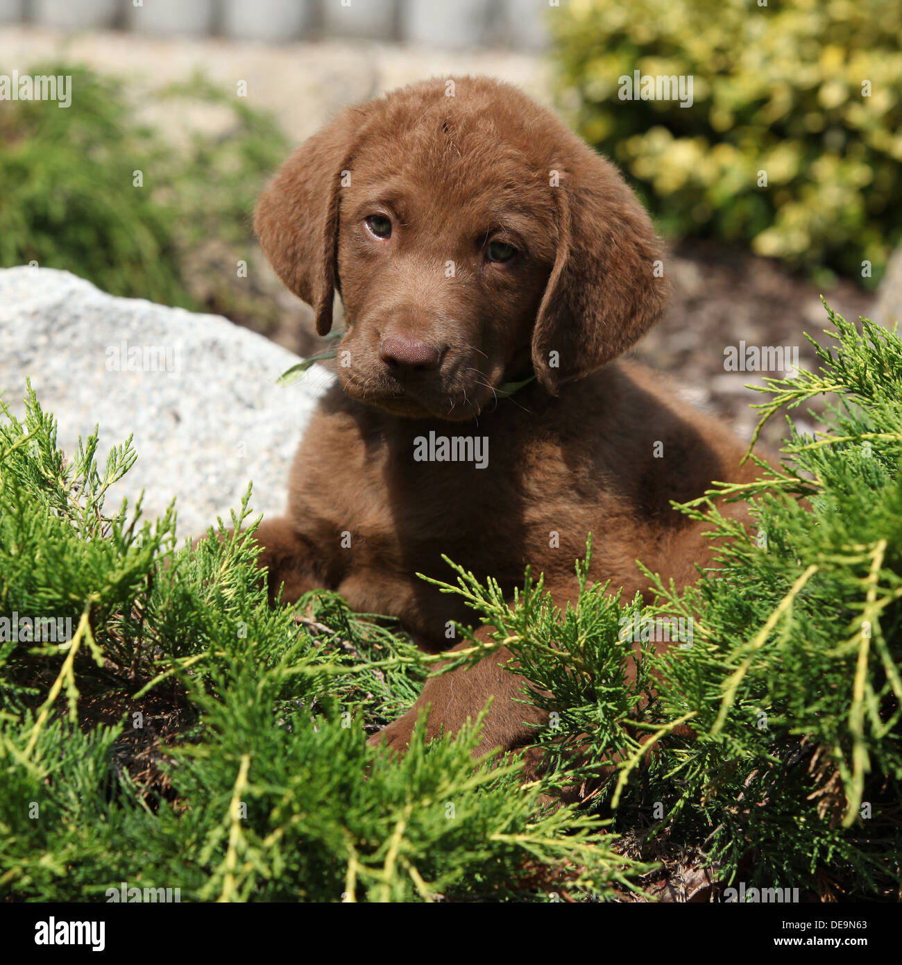 Chesapeake Bay Retriever adorable chiot dans beau jardin Banque D'Images