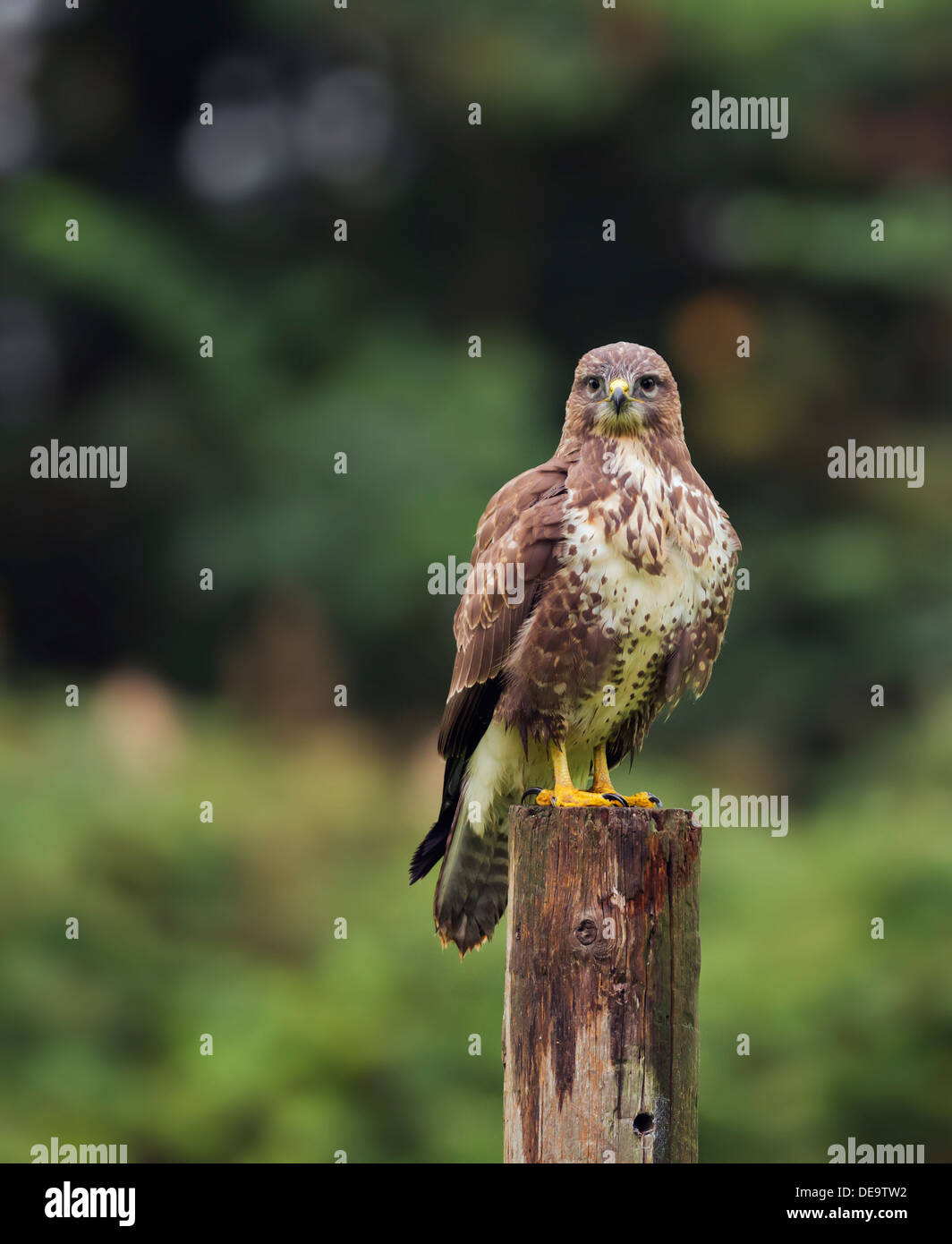 Wild Buse variable, Buteo buteo posés sur des post Banque D'Images