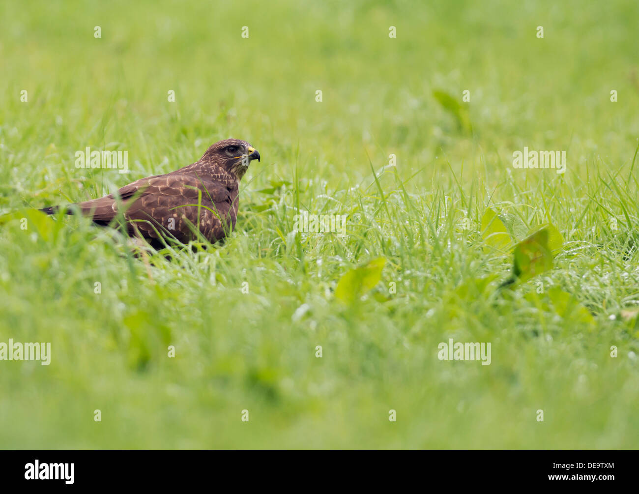 Wild Buse variable, Buteo buteo sur sol nourrir Banque D'Images