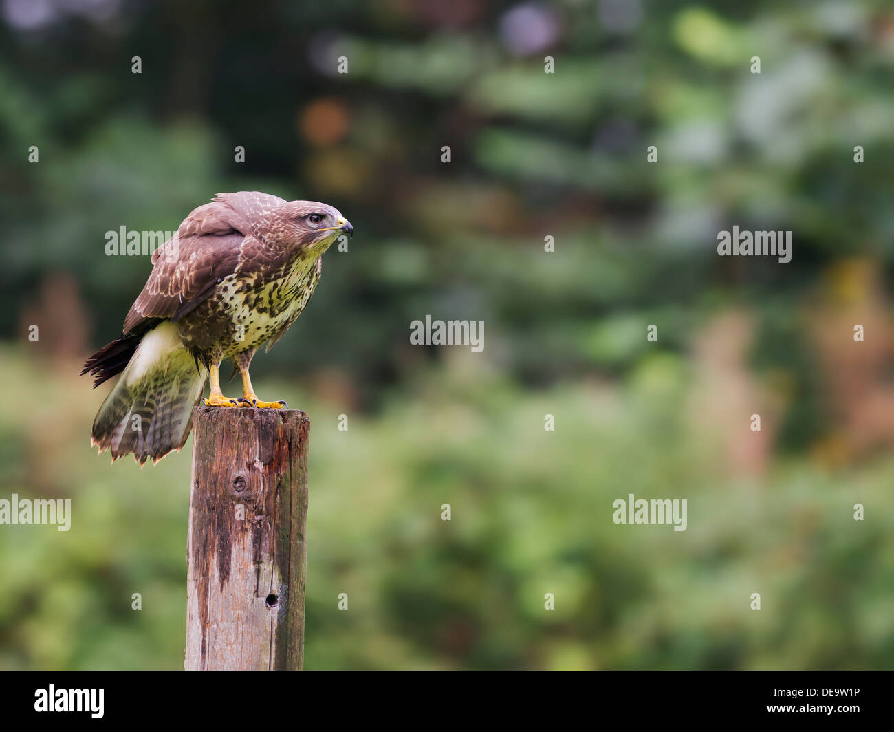 Wild Buse variable, Buteo buteo posés sur des post Banque D'Images