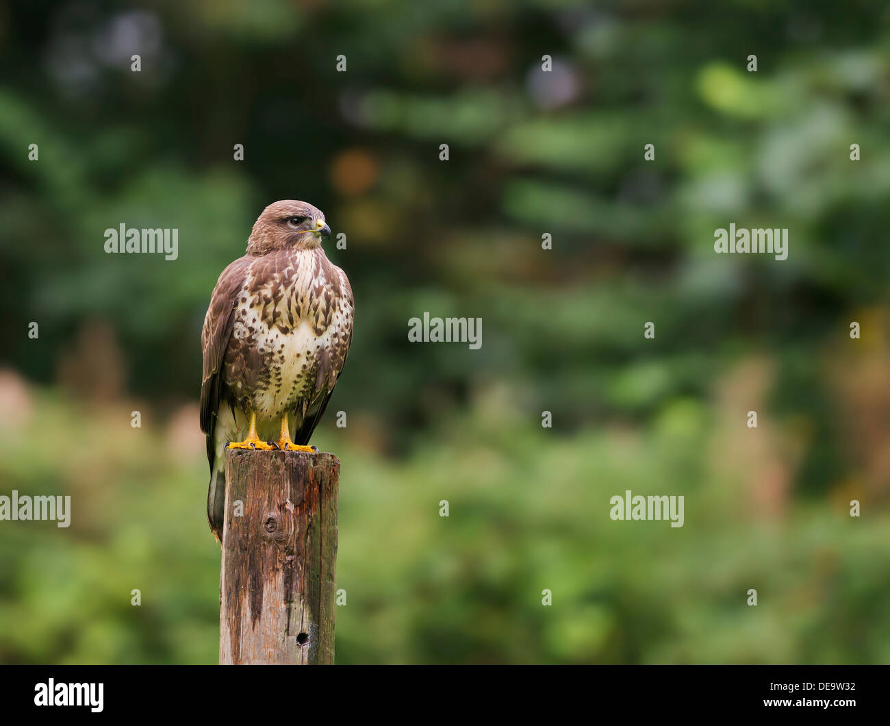 Wild Buse variable, Buteo buteo posés sur des post Banque D'Images