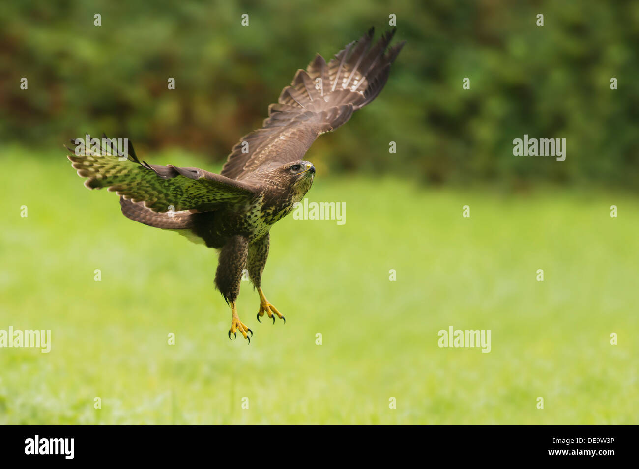 Wild Buse variable, Buteo buteo en vol Banque D'Images
