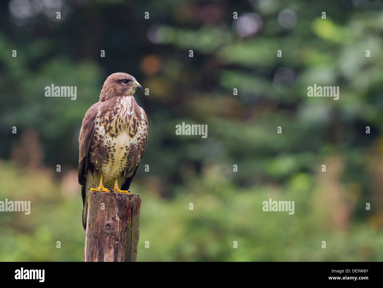 Wild Buse variable, Buteo buteo posés sur des post Banque D'Images