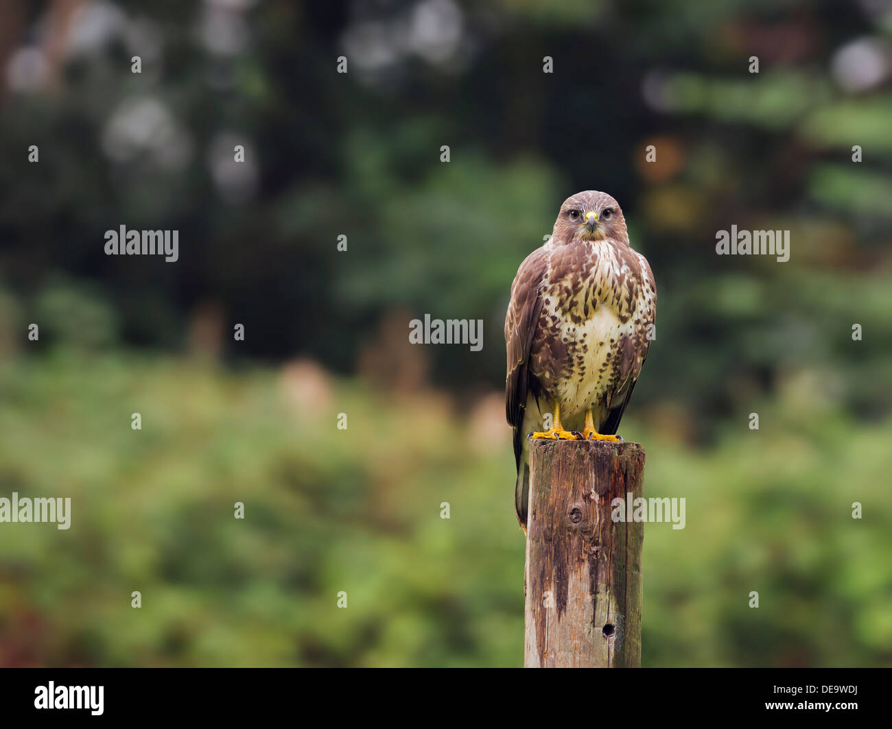 Wild Buse variable, Buteo buteo posés sur des post Banque D'Images