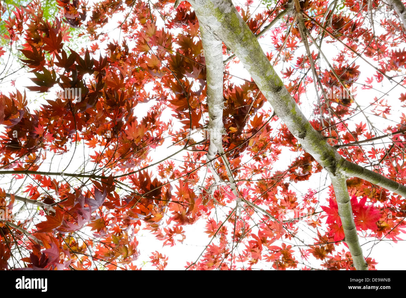 Les feuilles d'automne avec fond blanc Banque D'Images