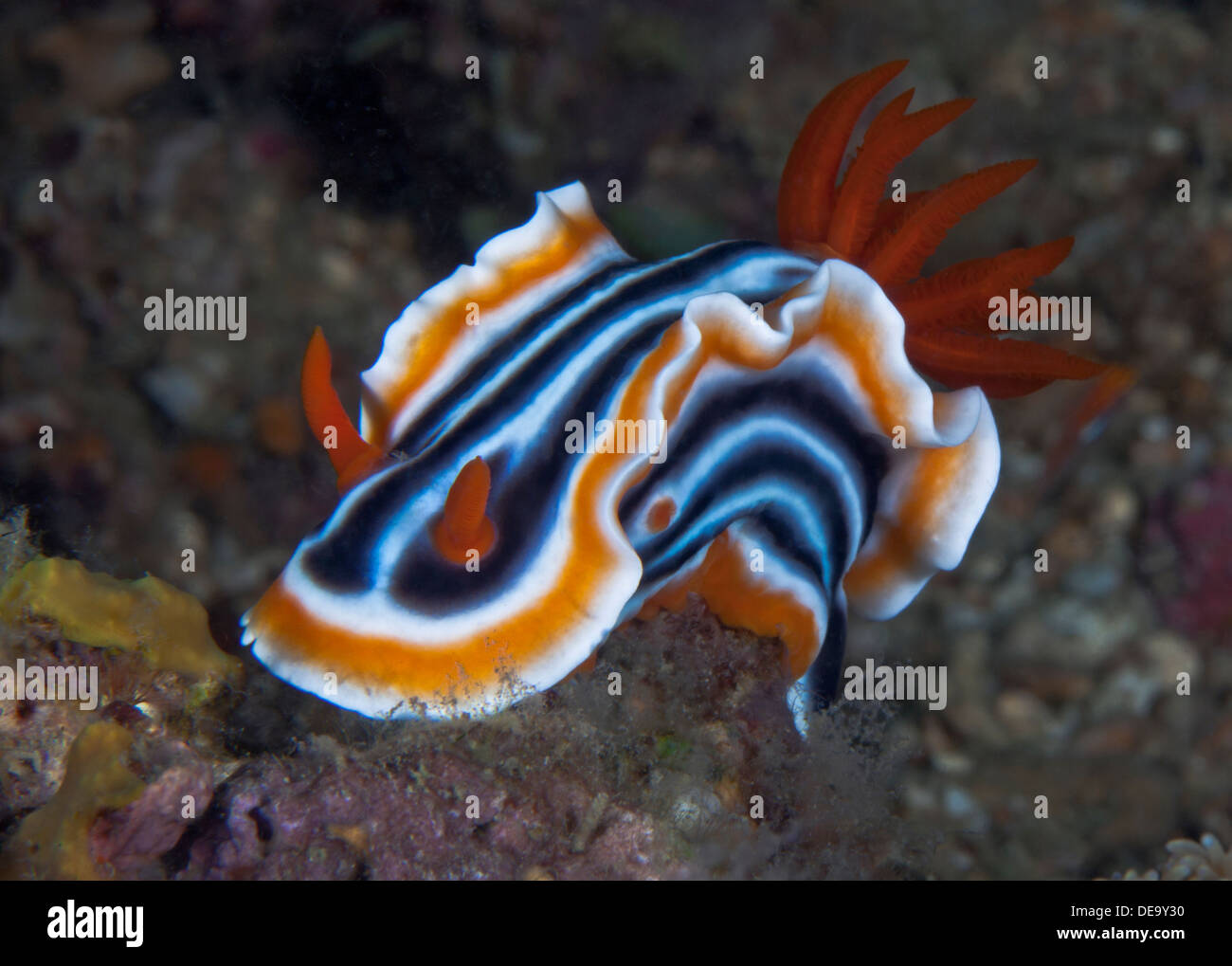 Image de détail nudibranch Chromodoris quadricolor Banque D'Images