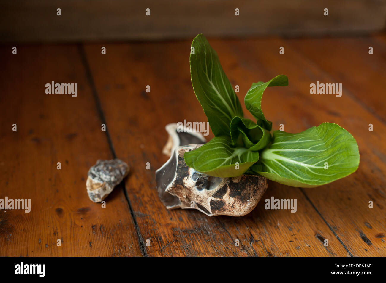 Still Life de pak choi. Banque D'Images