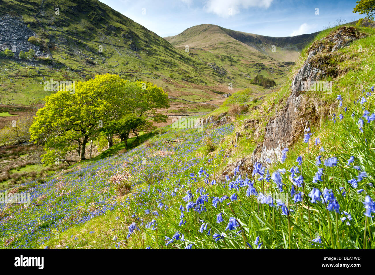 Bluebells de MCG Pennant, Parc National de Snowdonia, Gwynedd, au nord du Pays de Galles, Royaume-Uni Banque D'Images