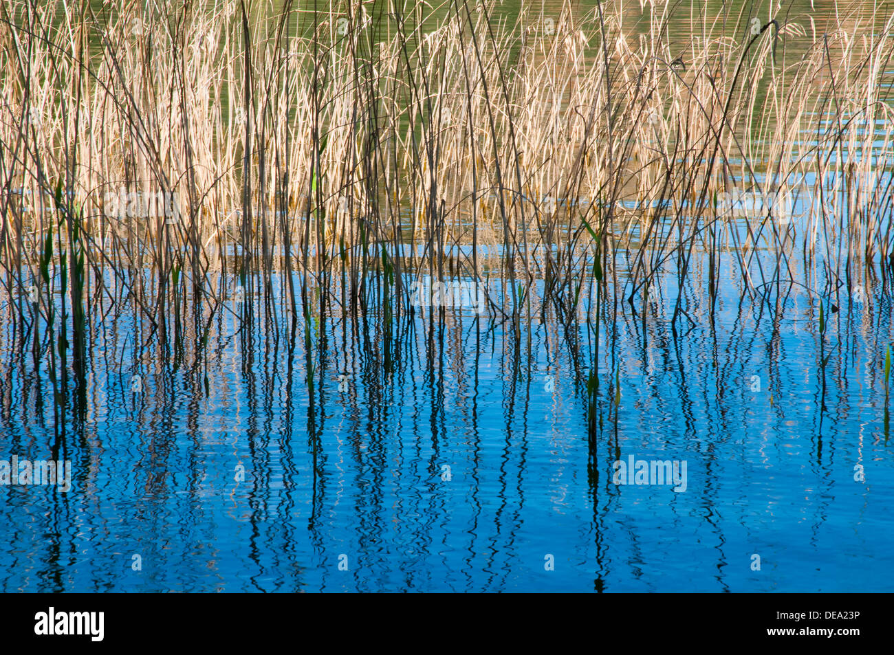 Roselière et sa réflexion sur l'eau. Parc National Tablas de Daimiel, Ciudad Real province, Castilla La Mancha, Espagne. Banque D'Images
