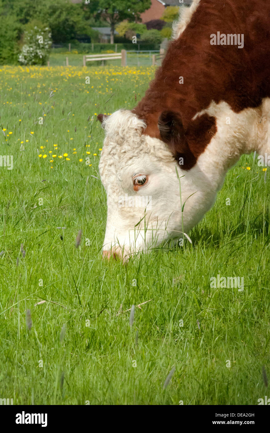 La tête d'une vache Hereford pedigree le pâturage dans les champs de renoncules Banque D'Images